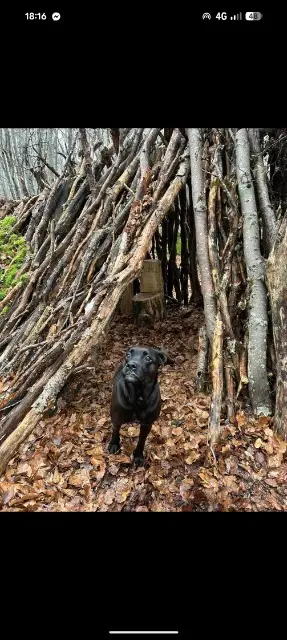 chienne lost   63230 Saint-Ours June