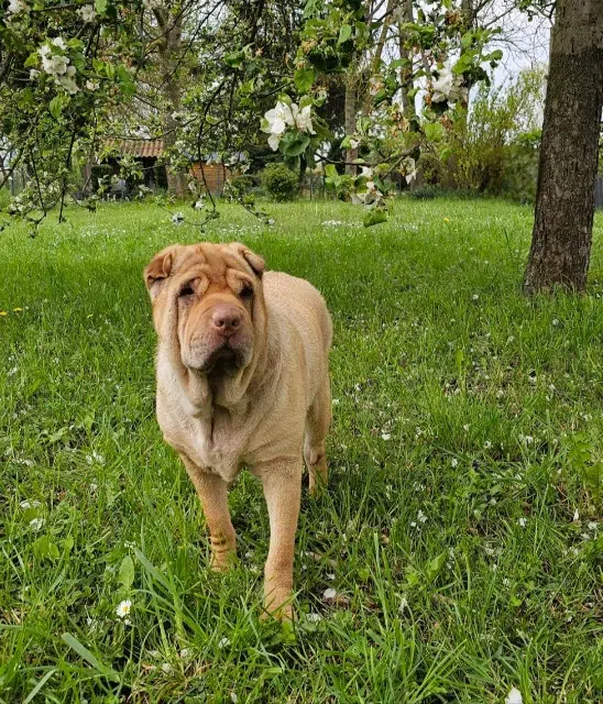 chienne lost   63570 Beaulieu Mona