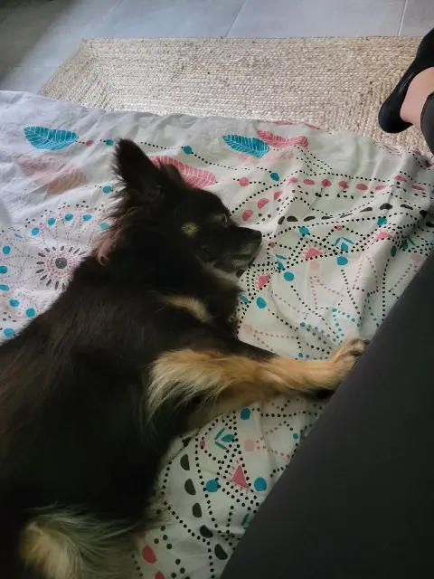 chienne lost   63570 Auzat-la-Combelle Nina