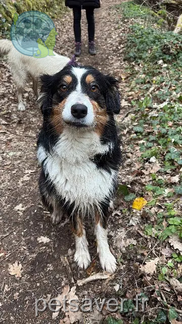 chienne lost   63530 Enval Phoebe