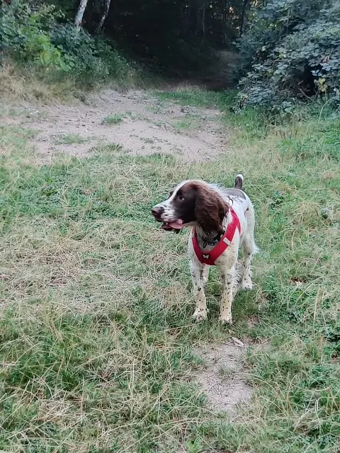 chienne lost   63730 Mirefleurs Phoebe