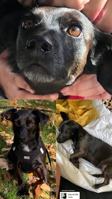 chienne lost   63170 Pérignat-lès-Sarliève Plume