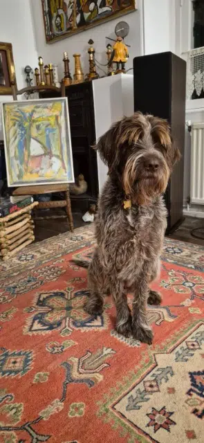 chienne lost   63490 Saint-Quentin-sur-Sauxillanges Scarlette