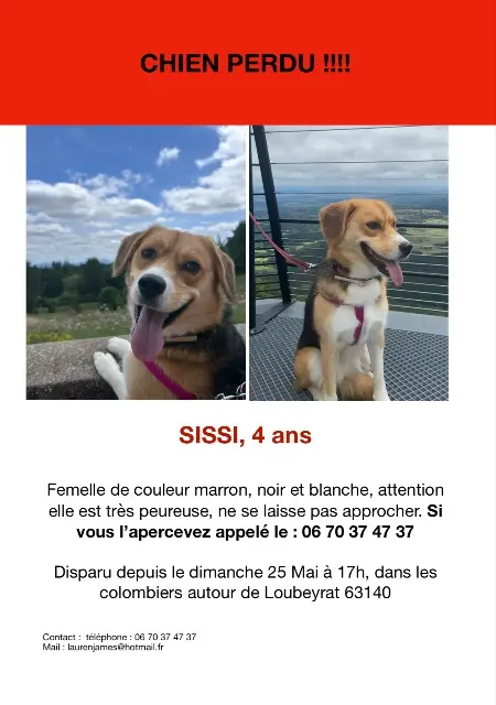chienne lost   63410 Loubeyrat Sissi