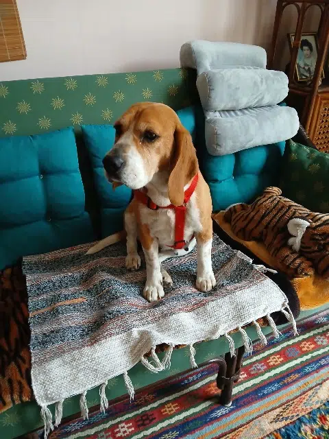 chienne lost   63430 Pont-du-Château Stone