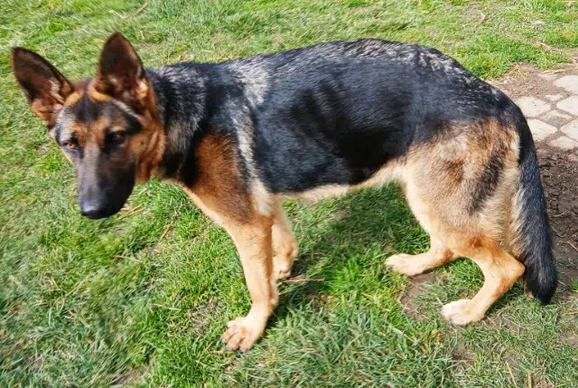 chienne lost   63500 Saint-Rémy-de-Chargnat Vega