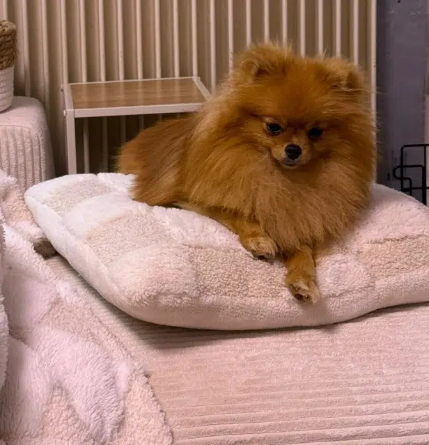 chienne lost   64660 Asasp-Arros Aloha