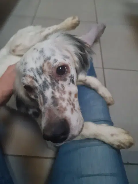 chienne lost   64600 Anglet Aria