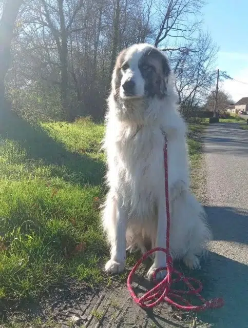 chienne lost   64370 Pomps Belle