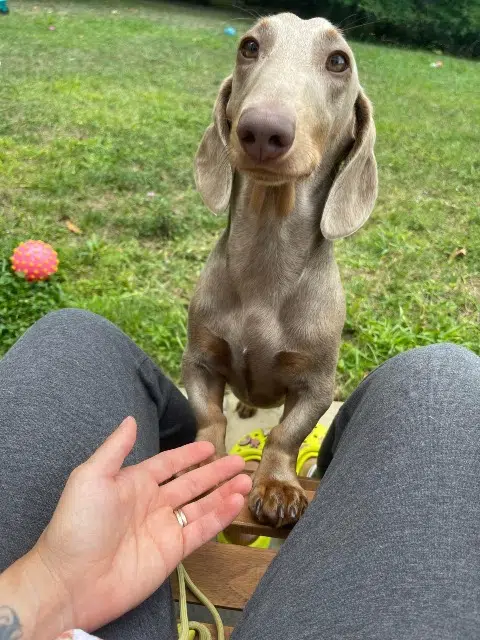 chienne lost   64480 Ustaritz Burpee