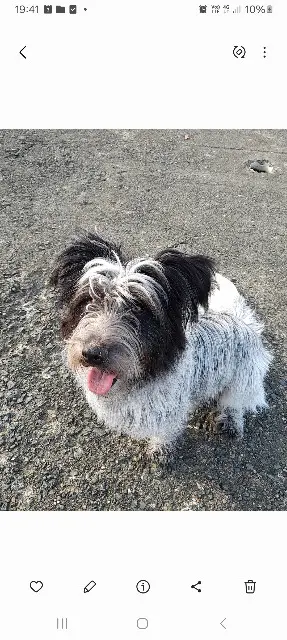 chienne lost   64290 Gan cachou
