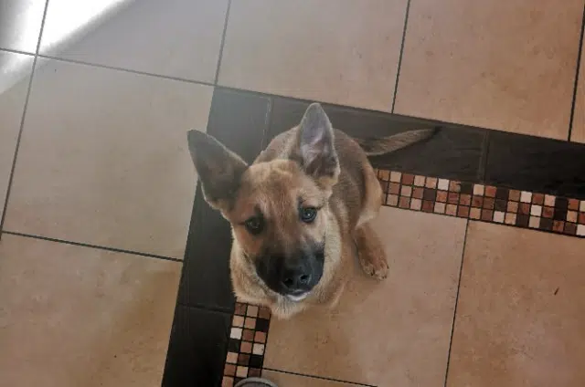 chienne lost   64510 Meillon Flaka