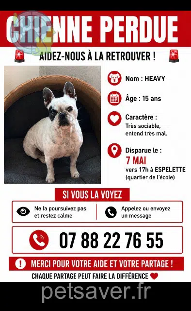 dog lost 64250 Espelette Heavy dog lost 64250 Espelette Heavy