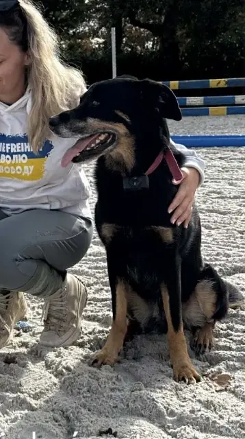 chienne lost   64460 Montaner Jade