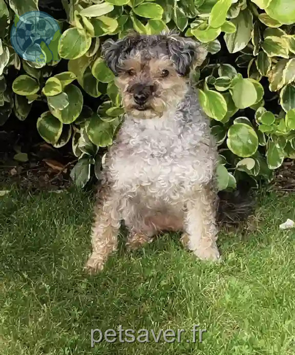 Chienne Perdue 64 Pyrénées-Atlantiques - Maggie Chienne Perdue 64 Pyrénées-Atlantiques - Maggie