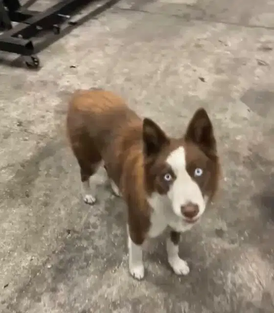 chienne lost   64340 Boucau Moka