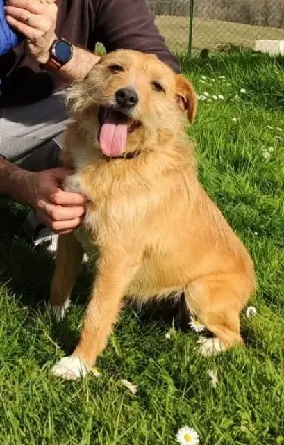 chienne lost   64290 Bosdarros Noisette