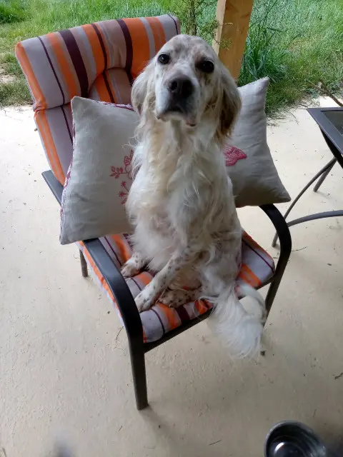 chienne lost   64230 Mazerolles Nova