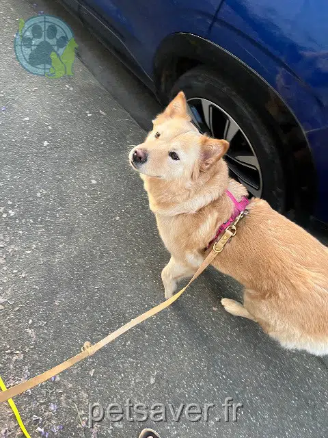 chienne lost   64000 Pau Tsuki