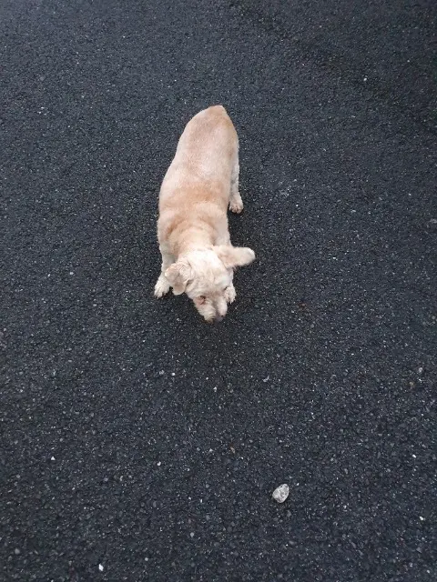 chienne lost    Lacq Princesse