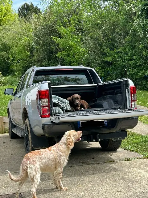 chienne lost   64300 Orthez Pumba et ubi