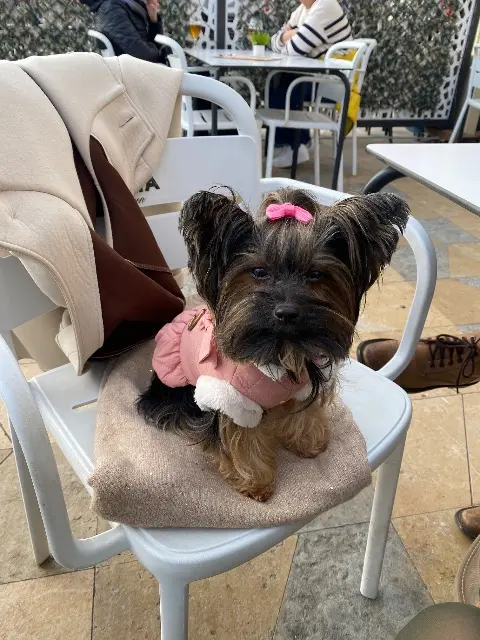 chienne lost   64600 Anglet Réglisse
