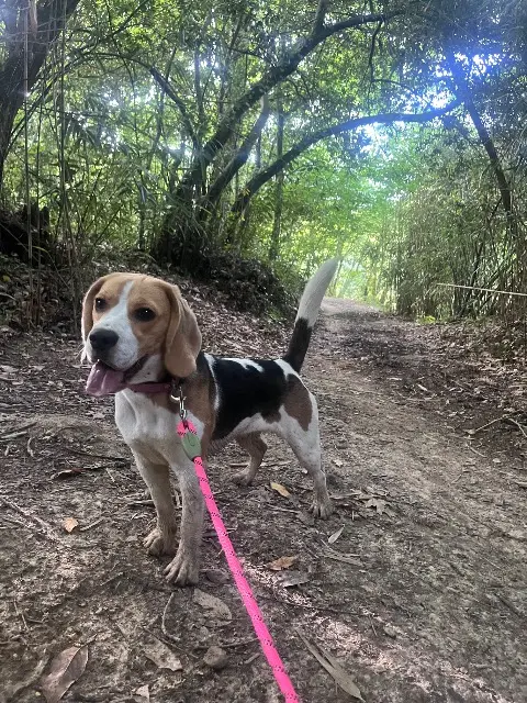 chienne lost   64340 Boucau Uhaina