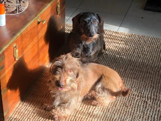 Chienne Perdue 64 Pyrénées-Atlantiques Chienne Perdue 64 Pyrénées-Atlantiques