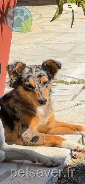 chienne lost   65140 Tostat Abby
