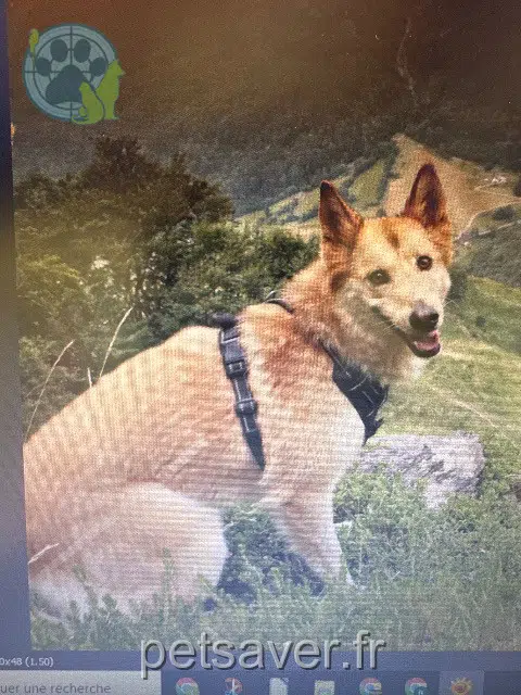 chienne lost   65400 Estaing Gaia