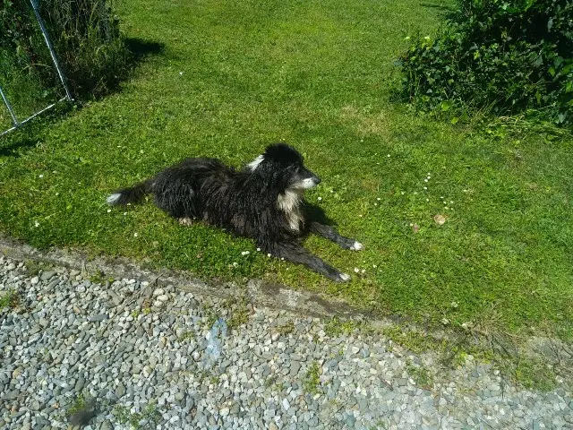 chienne lost   65800 Aureilhan Hifi