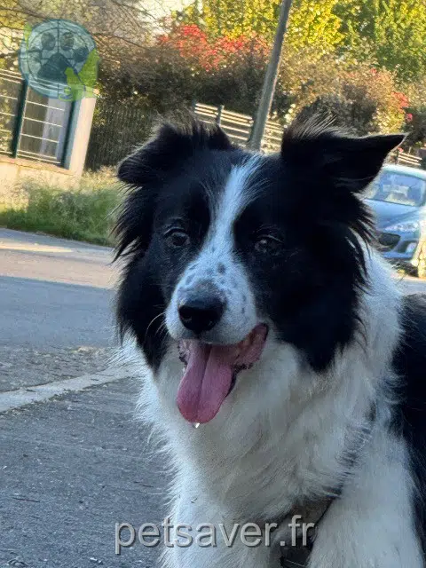 dog lost   65250 Hèches Hina