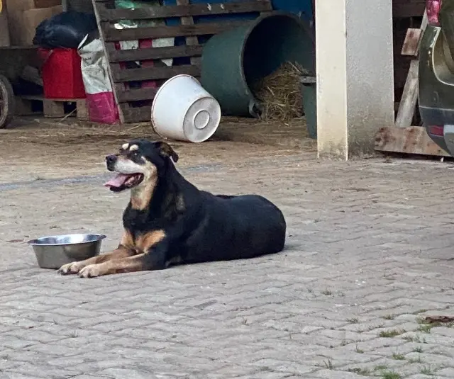 chienne lost   65130 Gourgue Inconnu