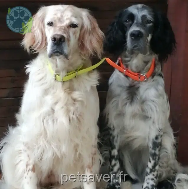 chienne lost   65700 Madiran Jade