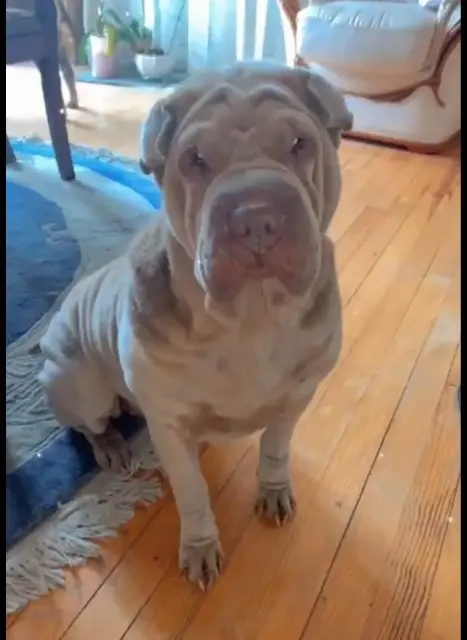 chienne lost   65000 Tarbes Jade