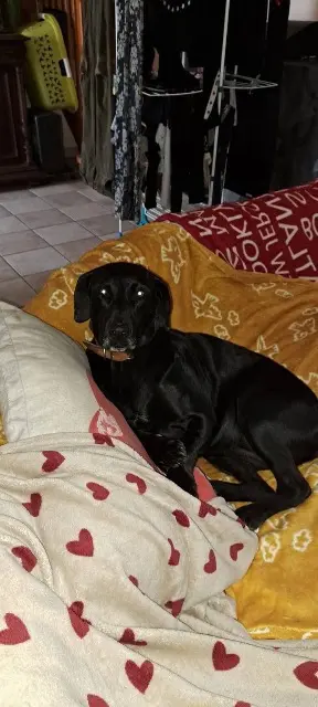 chienne lost   65220 Sère-Rustaing Nanoucka