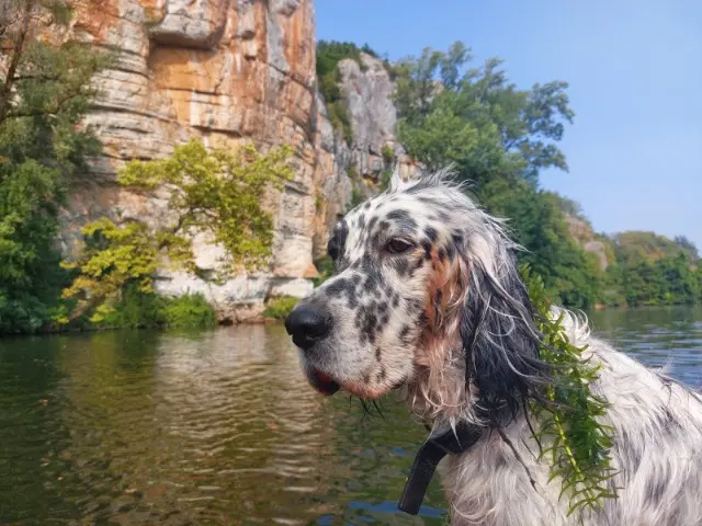 chienne lost   65200 Trébons Nazca