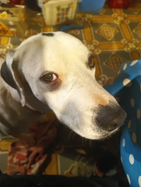 chienne lost   65220 Luby-Betmont Oona