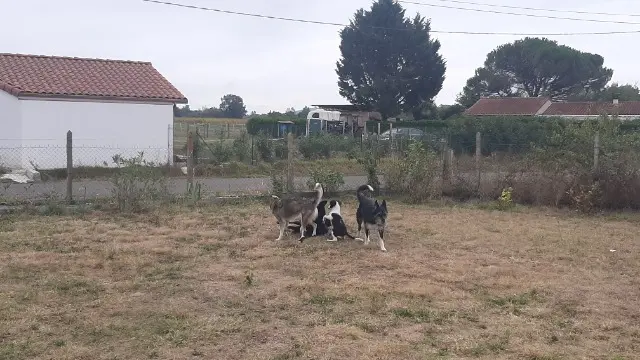 chienne lost   65700 Maubourguet Taïgaettara