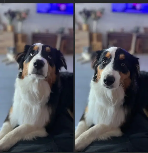 chienne lost   66240 Saint-Estève Biscotte