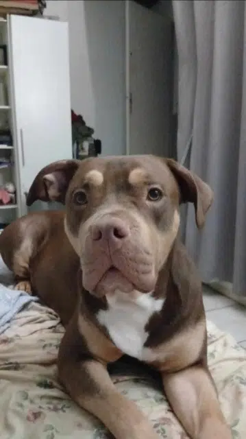 chienne lost   66130 Ille-sur-Têt Daisy