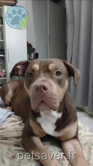 cagna persa 66130 Ille-sur-Têt Daisy cagna lost 66130 Ille-sur-Têt Daisy