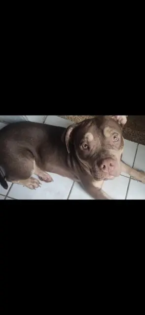 chienne lost   66170 Néfiach Daisy