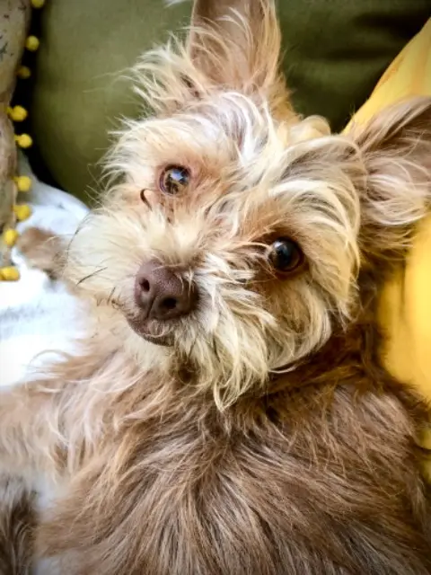 dog lost   66500 Molitg-les-Bains FRIDA
