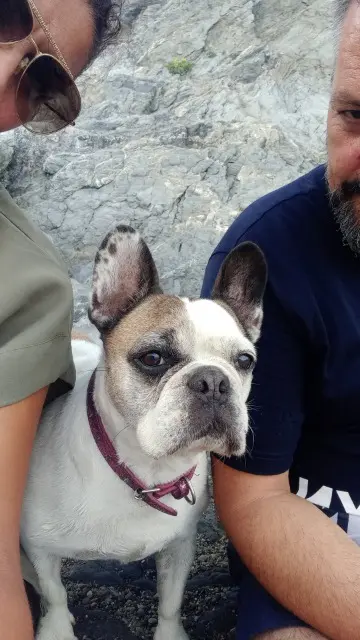 chienne perdue 66140 Canet-en-Roussillon Gipsy chienne lost 66140 Canet-en-Roussillon Gipsy