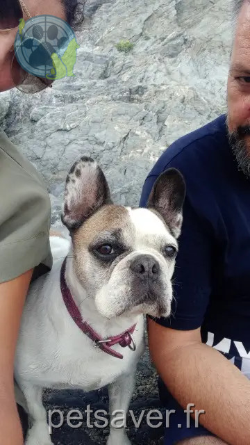 cagna persa 66140 Canet-en-Roussillon Gipsy cagna lost 66140 Canet-en-Roussillon Gipsy