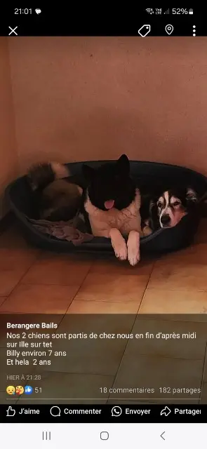 chienne lost   66130 Ille-sur-Têt Hellaa