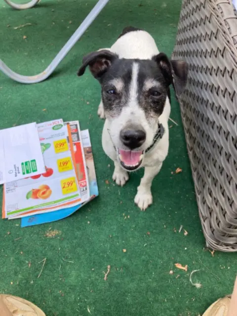 chienne lost   66150 Arles-sur-Tech Iris