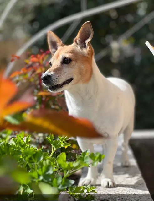 chienne lost   66740 Saint-Génis-des-Fontaines Maya
