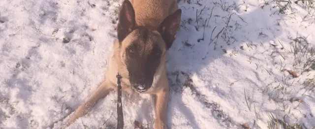 chienne lost   66210 Formiguères Michelle